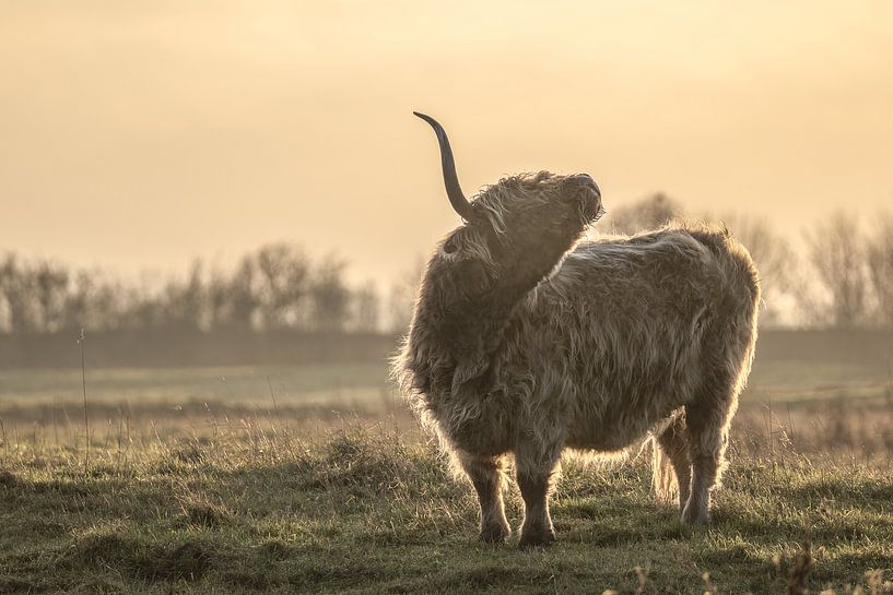Happiness is having a scratch for every itch by Rik Verslype