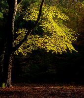 Leafs