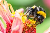 Hommel op bloem van AudFocus - Audrey van der Hoorn thumbnail