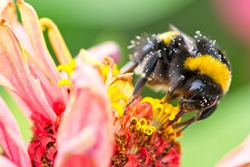 Hommel op bloem van AudFocus - Audrey van der Hoorn