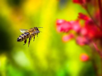 Makro einer fliegenden Biene an einer Heuchera Blume von ManfredFotos
