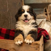 Berner Pup Dude