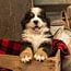 Bernese Mountain Dog