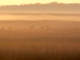 Red deer in evening mist, Hoge Veluwe (NL) by Signatuur Fotografie