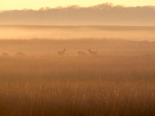 Rotwild und Abendnebel auf der Hoge Veluwe
