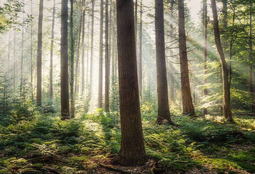 Sunlight Shower by Loris Photography