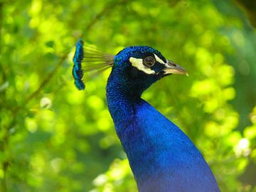 Beautiful blue peacock