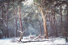Winter on the Utrechtse Heuvelrug! The dead tree! by Peter Haastrecht, van