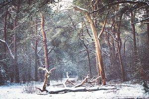Winter auf der Utrechtse Heuvelrug! Der tote Baum!
