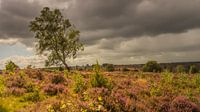 Holterberg with panoramic view by Freddy Hoevers thumbnail