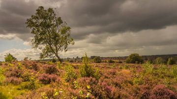 Holterberg with panoramic view by Freddy Hoevers