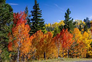Amerikanische Aspen im Herbst, Vereinigte Staaten