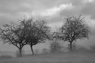 mystieke bomen