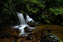 In the shadow of the forest by Lupaluk