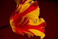 Eruption tulip