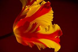 Eruption Tulpe von Dick Mostaard