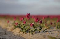 \Tulpen roze van Anne Marie Hoogendijk thumbnail
