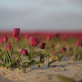 \Tulpen roze van Anne Marie Hoogendijk