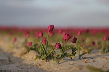 \Tulpen roze van Anne Marie Hoogendijk