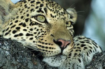 Leopard by Paul van Gaalen, natuurfotograaf