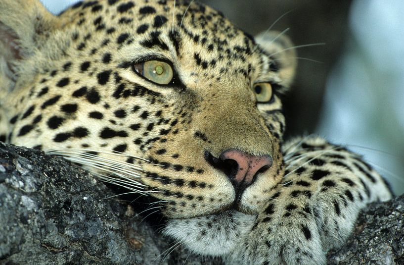 Leopard von Paul van Gaalen, natuurfotograaf