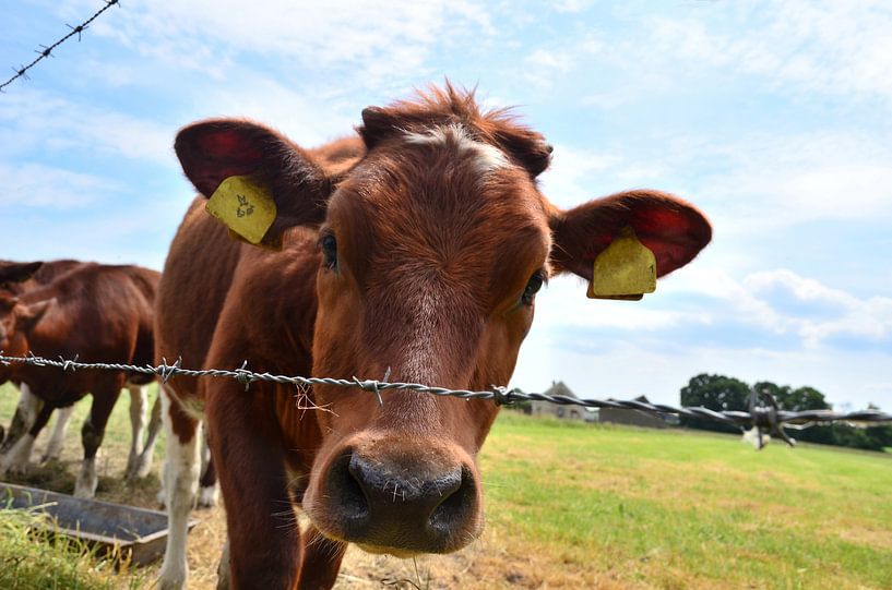 Curious Cow by Wilco Bos