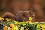 Red squirrel by Rob Christiaans thumbnail