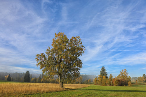 Autumn landscape Irndorfer Hardt with sun and last remnants of fog - Naturpark Obere Donau
