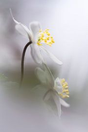 Wunderschöne Holzanemonen von Bob Daalder