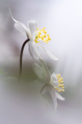 Gorgeous Wood Anemones