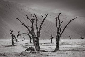 Deadvlei in Sossusvlei, Namibia by Patrick Groß