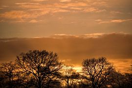 Coucher de soleil derrière les arbres