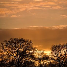 Coucher de soleil derrière les arbres sur Emiel Vos