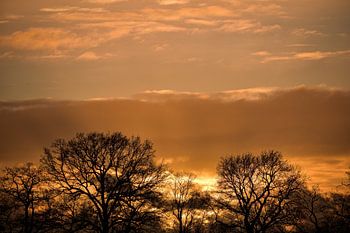 Coucher de soleil derrière les arbres