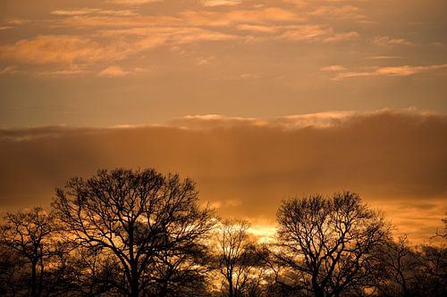 Coucher de soleil derrière les arbres