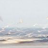 Fleeting (Almost abstract image of flying seagulls over the sea)) by Birgitte Bergman