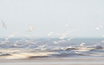 Vluchtig (Bijna abstract beeld van vliegende zeemeeuwen boven zee))