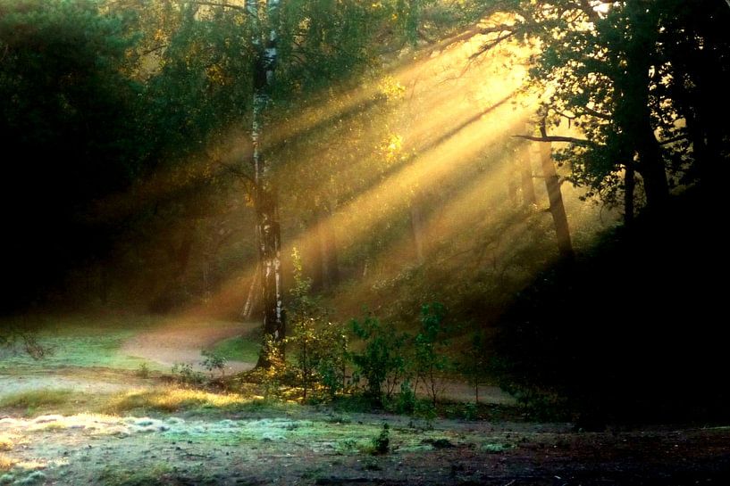 Forest with string light. by Lex Boon