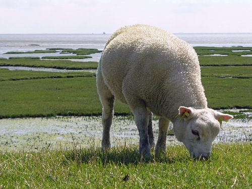 Sheep on Terschelling