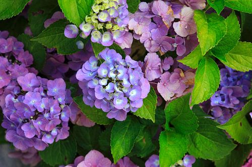 Hydrangeas