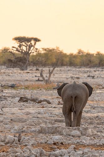 Eenzame olifant in pastel | Wildlife Natuurfotografie Afrika