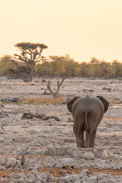 Eenzame olifant in pastel | Wildlife Natuurfotografie Afrika van Monique Tekstra-van Lochem