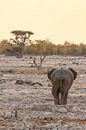 Eenzame olifant in pastel | Wildlife Natuurfotografie Afrika van Monique Tekstra-van Lochem thumbnail