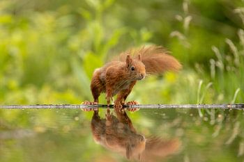 Eichhörnchen, ich muss da sein, aber wie
