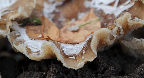 Gewundener Pilz