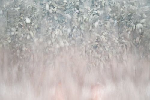 Coastalline à Curaçao