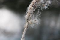 Wind