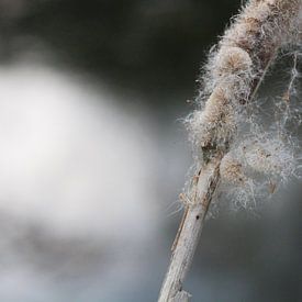 Vent sur Eveline Habing