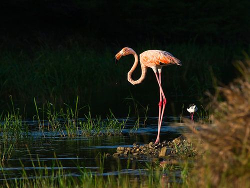 Stilvoller großer Flamingo.
