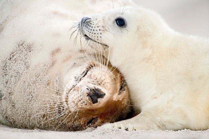 Grijze Zeehond ouder met pup op het strand in de Waddenzee in de winter van Marcel van Kammen